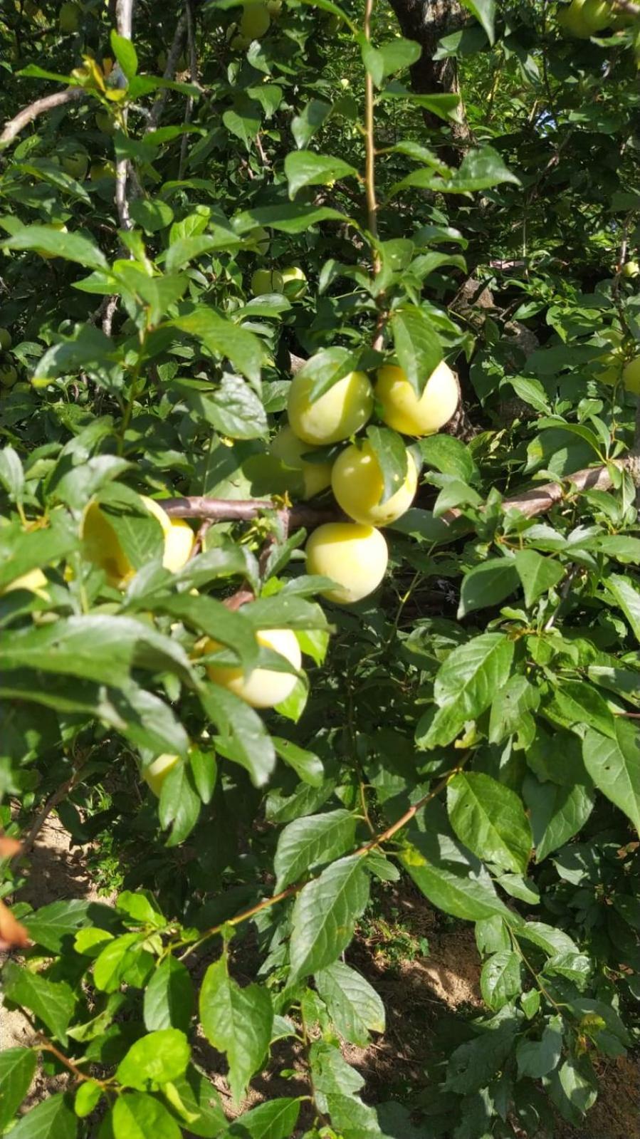 Azienda Agricola Biologica La Cardellina Tolfa Екстериор снимка