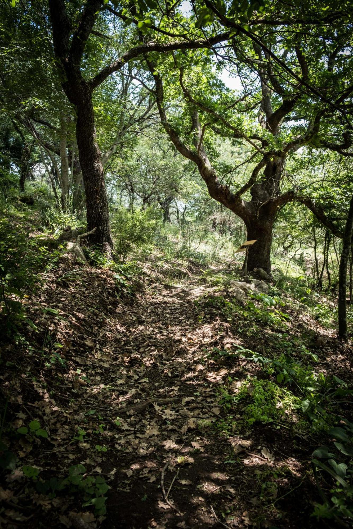 Azienda Agricola Biologica La Cardellina Tolfa Екстериор снимка
